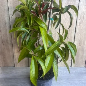 Malay Apple Live Plant – 3 Gallon Pot – Tropical Fruit Tree – Syzygium malaccense - Image 3