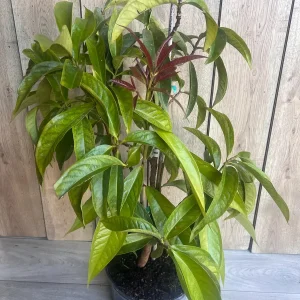 Malay Apple Live Plant – 3 Gallon Pot – Tropical Fruit Tree – Syzygium malaccense - Image 5