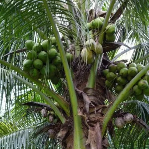 Malayan Dwarf Coconut Palm Live Plant – Cocos nucifera – 6 inch Pot – Tropical Indoor/Outdoor - Image 3
