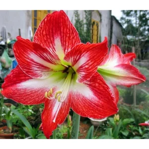 Mambo Giant Dutch Amaryllis Bulb - 34/36 cm - Red & White Stripes - 1 Bulb - Image 1