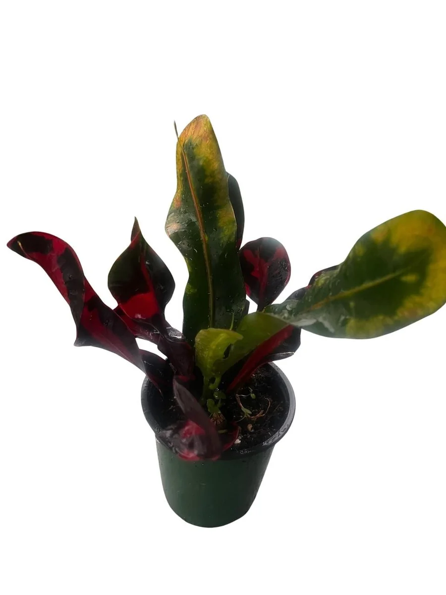 Mamey Croton Live Plant – 4 inch Pot – Colorful Indoor Houseplant - Image 2