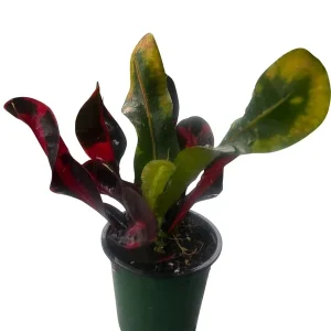 Mamey Croton Live Plant – 4 inch Pot – Colorful Indoor Houseplant - Image 1