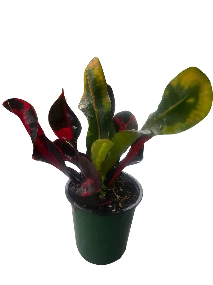 Mamey Croton Live Plant – 4 inch Pot – Colorful Indoor Houseplant - Image 1