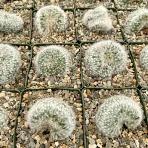 Mammillaria Baumii Crest Live Plant - Rare White Brain Cactus in 4