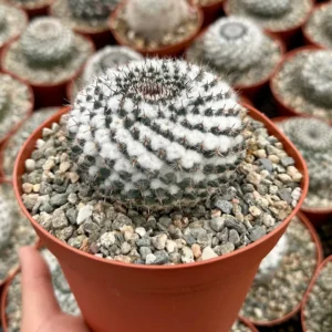 Mammillaria Chionocephala Snowball Cactus Live Plant – Powder Puff Cactus – 4 inch Pot – Indoor/Outdoor - Image 2