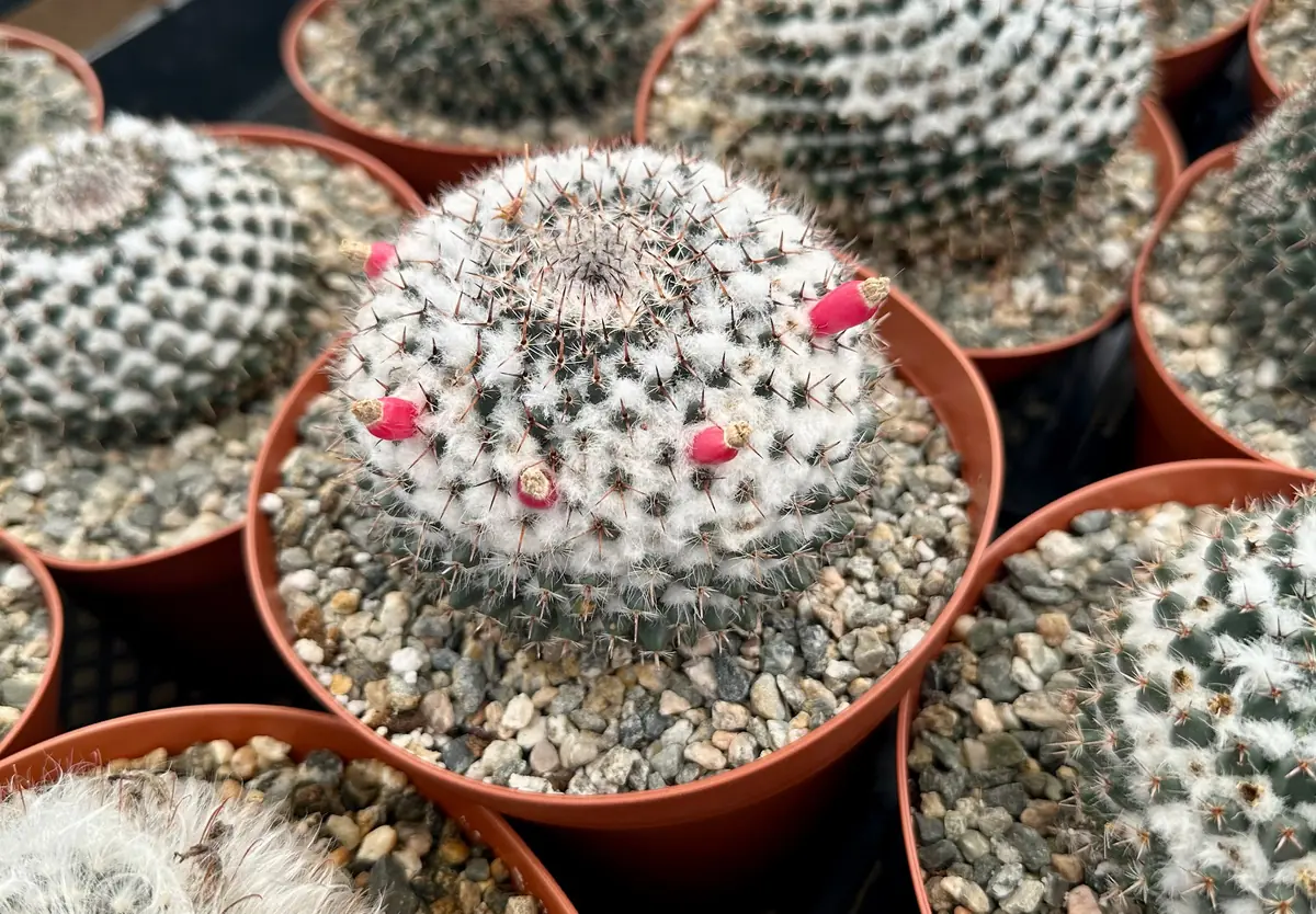 Mammillaria Chionocephala Snowball Cactus Live Plant – Powder Puff Cactus – 4 inch Pot – Indoor/Outdoor - Image 3