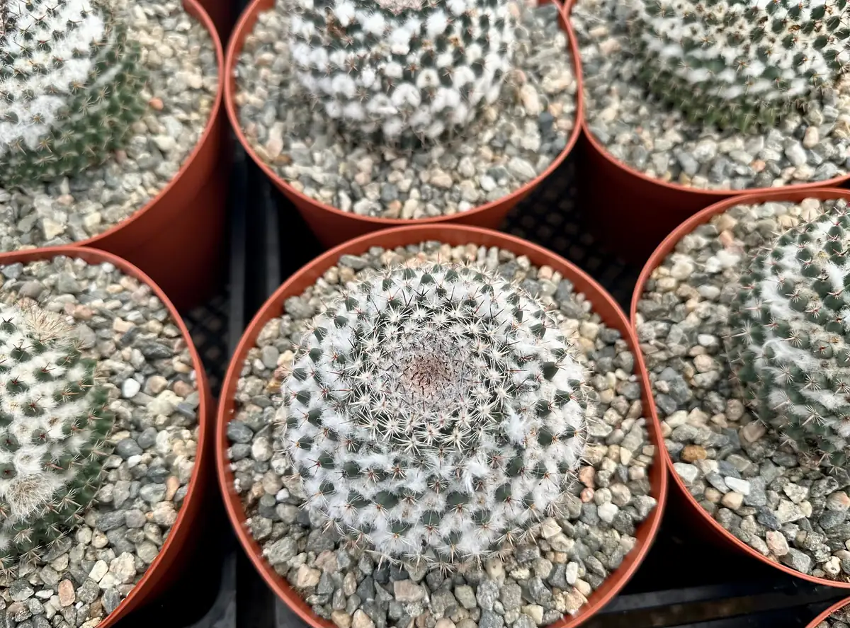 Mammillaria Chionocephala Snowball Cactus Live Plant – Powder Puff Cactus – 4 inch Pot – Indoor/Outdoor - Image 4