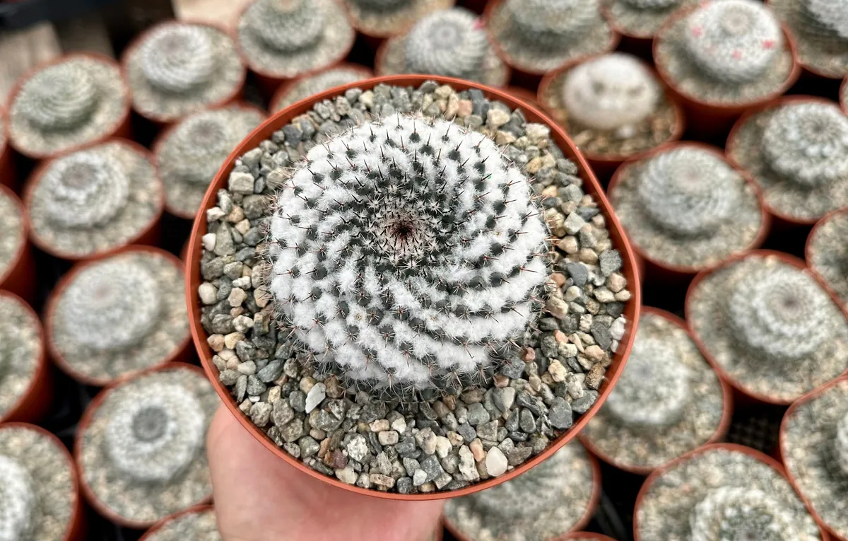 Mammillaria Chionocephala Snowball Cactus Live Plant – Powder Puff Cactus – 4 inch Pot – Indoor/Outdoor - Image 1