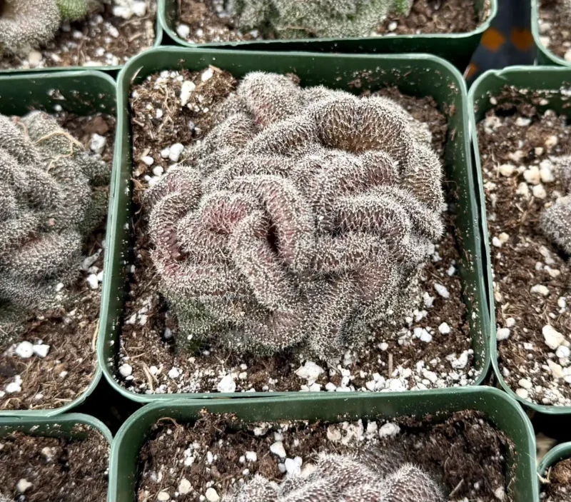 finger succulent plant Cotyledon 