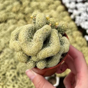 Mammillaria Cristata Brain Cactus Live Plant – Unique Crested Succulent – 4 Inch Pot - Image 3
