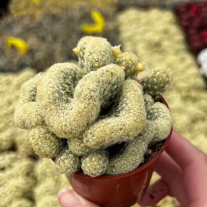 Mammillaria Cristata Brain Cactus Live Plant – Unique Crested Succulent – 4 Inch Pot - Image 4