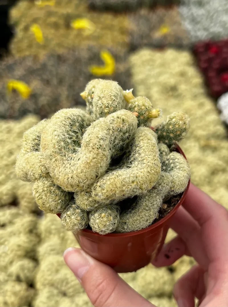 Mammillaria Cristata Brain Cactus - Unique Crested Plant