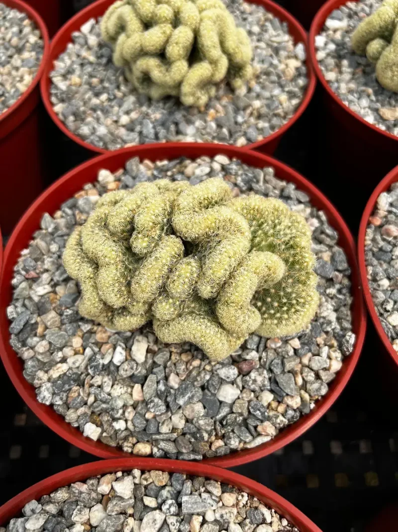 Mammillaria Cristata Brain Cactus - Unique Crested Plant