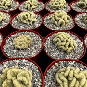 Mammillaria Cristata Brain Cactus Live Plant – Unique Crested Succulent – 4 Inch Pot - Image 7