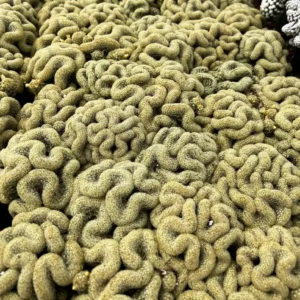 Mammillaria Cristata Brain Cactus Live Plant – Unique Crested Succulent – 4 Inch Pot - Image 8