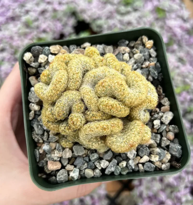 Mammillaria Cristata Brain Cactus - Unique Crested Plant