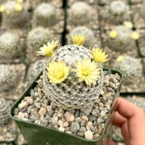 Mammillaria Duwei Cactus – Rare Live Plant – 4 inch Pot – Indoor/Outdoor Succulent - Image 2
