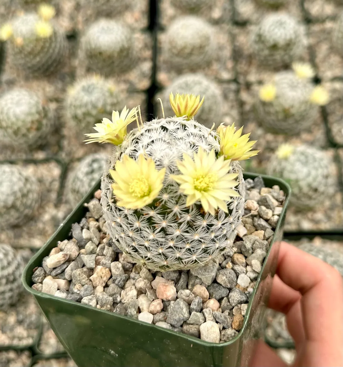 Mammillaria Duwei Cactus – Rare Live Plant – 4 inch Pot – Indoor/Outdoor Succulent - Image 2