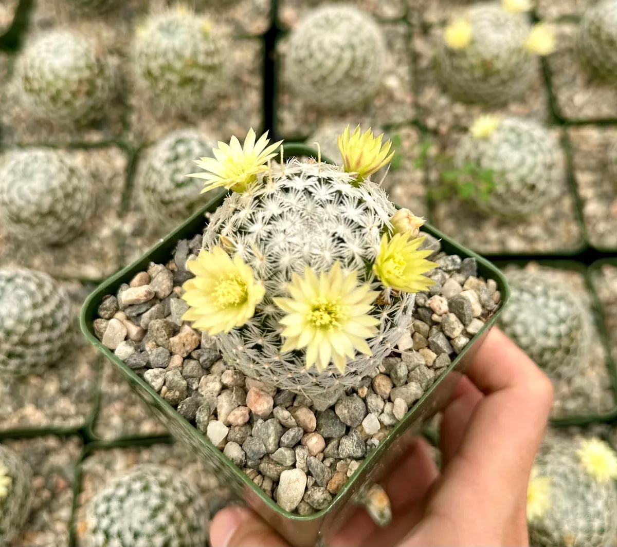 Mammillaria Duwei Cactus – Rare Live Plant – 4 inch Pot – Indoor/Outdoor Succulent - Image 3