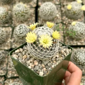 Mammillaria Duwei Cactus – Rare Live Plant – 4 inch Pot – Indoor/Outdoor Succulent - Image 1