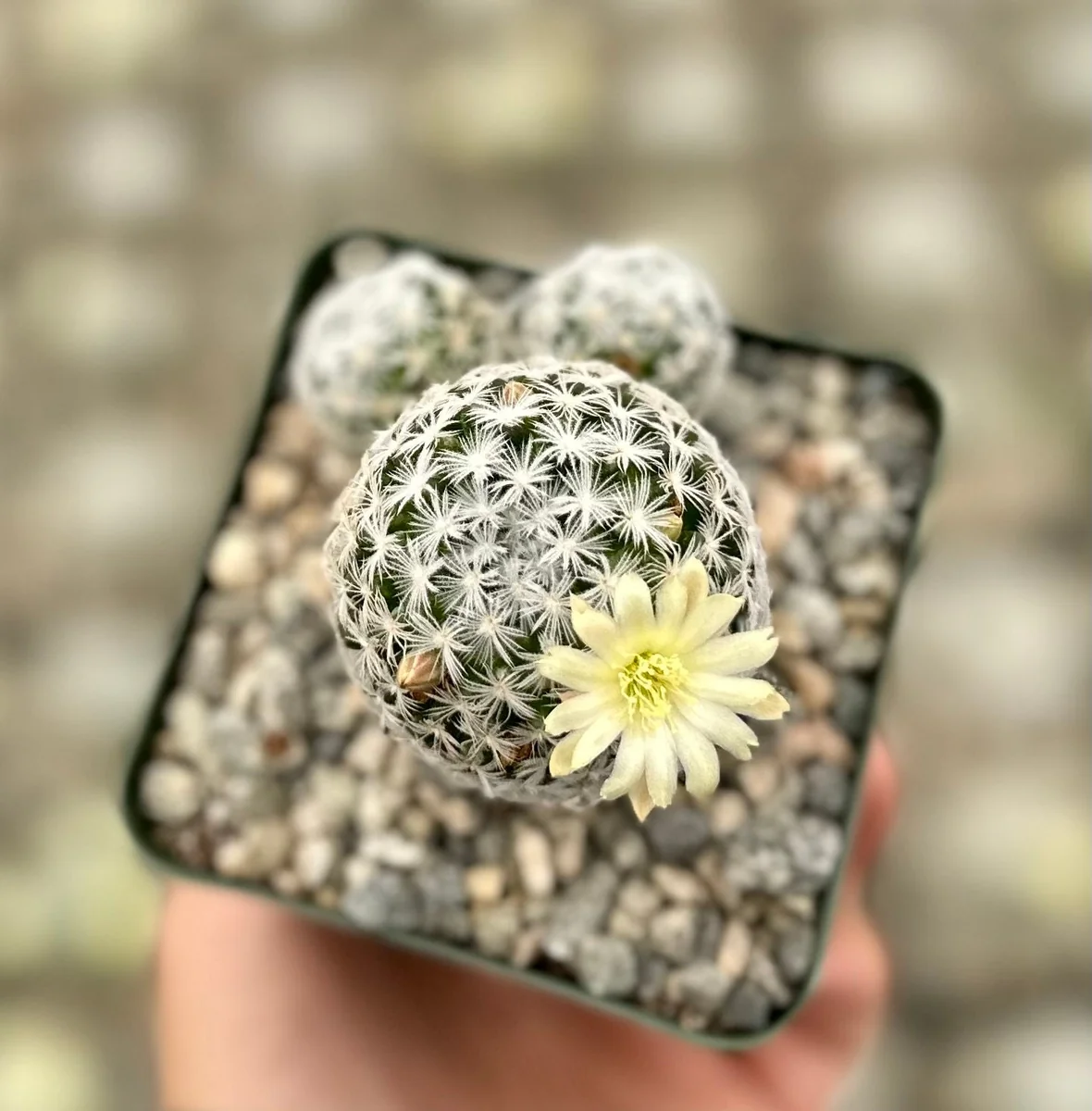 Mammillaria Duwei Cactus – Rare Live Plant – 4 inch Pot – Indoor/Outdoor Succulent - Image 4