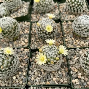 Mammillaria Duwei Cactus – Rare Live Plant – 4 inch Pot – Indoor/Outdoor Succulent - Image 5