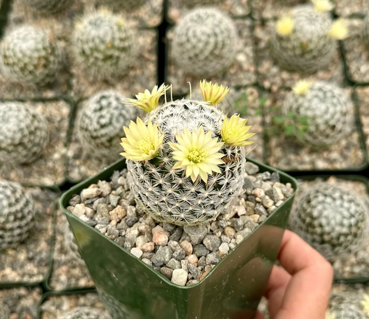 Mammillaria Duwei Cactus – Rare Live Plant – 4 inch Pot – Indoor/Outdoor Succulent - Image 1