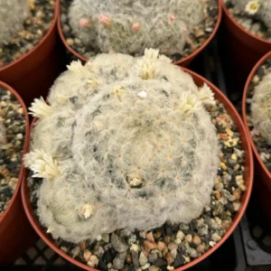 Mammillaria Plumosa Feather Cactus - Live Plant, White Furry Cactus in 6 inch pot - Image 2