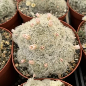 Mammillaria Plumosa Feather Cactus - Live Plant, White Furry Cactus in 6 inch pot - Image 1