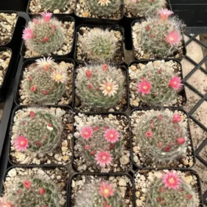 Mammillaria Schwarzii Cactus Live Plant – Blooming Cactus in 2.5" to 4" Pot – Indoor Succulent - Image 2