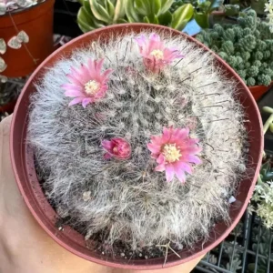 Mammillaria Schwarzii Cactus Live Plant – Blooming Cactus in 2.5