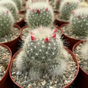 Mammillaria Senilis Feather Cactus Live Plant - Rare Succulent - 3" or 6" Pot - Image 2