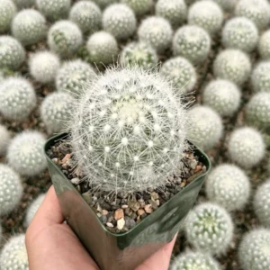 Mammillaria Senilis Feather Cactus Live Plant - Rare Succulent - 3