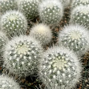 Mammillaria Senilis Feather Cactus Live Plant - Rare Succulent - 3
