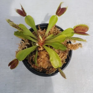 Mammoth Venus Flytrap Live Plant – Adult Size, Carnivorous, 3 inch Pot, Indoor/Outdoor - Image 1