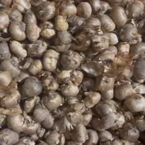 Mammoth Yellow Crocus Bulbs - Golden Yellow Flowers, Early Spring Bloom, USDA 3-8 - Image 2