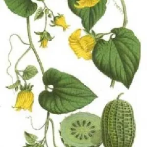 Manchu Tubergourd Vine Live Plant - Edible Roots, Shoots, Red Fruit - USDA 4-9 - Image 10