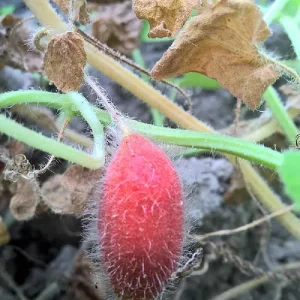 Manchu Tubergourd Vine Live Plant - Edible Roots, Shoots, Red Fruit - USDA 4-9 - Image 3