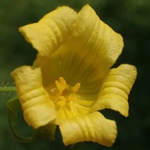 Manchu Tubergourd Vine Live Plant - Edible Roots, Shoots, Red Fruit - USDA 4-9 - Image 1