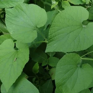 Manchu Tubergourd Vine Live Plant - Edible Roots, Shoots, Red Fruit - USDA 4-9 - Image 6