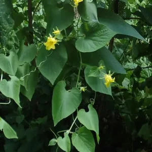 Manchu Tubergourd Vine Live Plant - Edible Roots, Shoots, Red Fruit - USDA 4-9 - Image 8