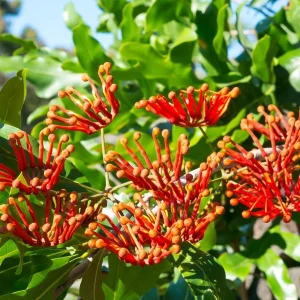 Mandarin Honeysuckle Vine Live Plant - Lonicera - Fragrant Perennial - 2.5" Pot - Image 2