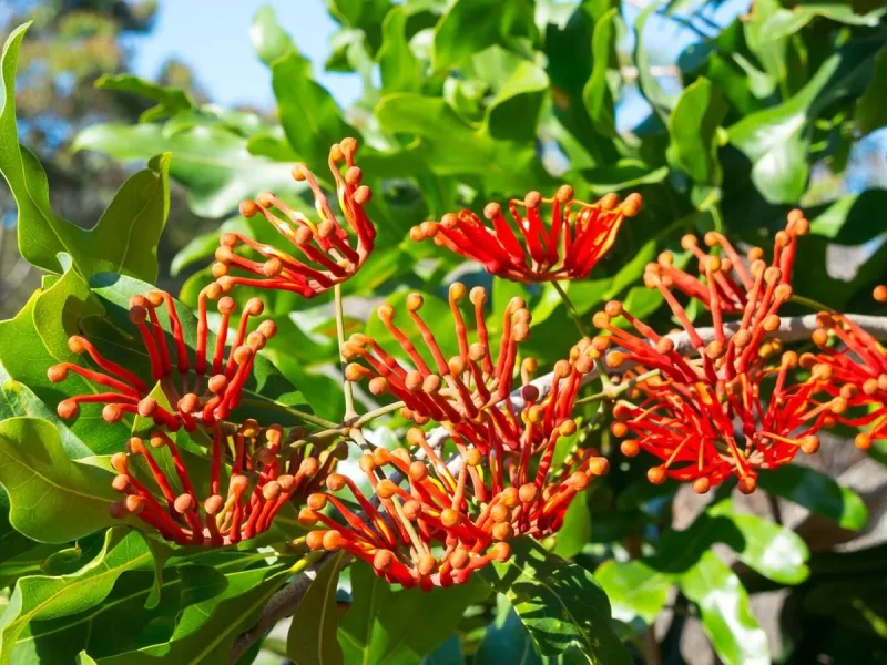 Mandarin Honeysuckle Vine - Perennial - Lonicera - 2.5" Pot