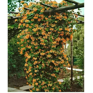 Mandarin Honeysuckle Vine Live Plant - Lonicera - Fragrant Perennial - 2.5" Pot - Image 1