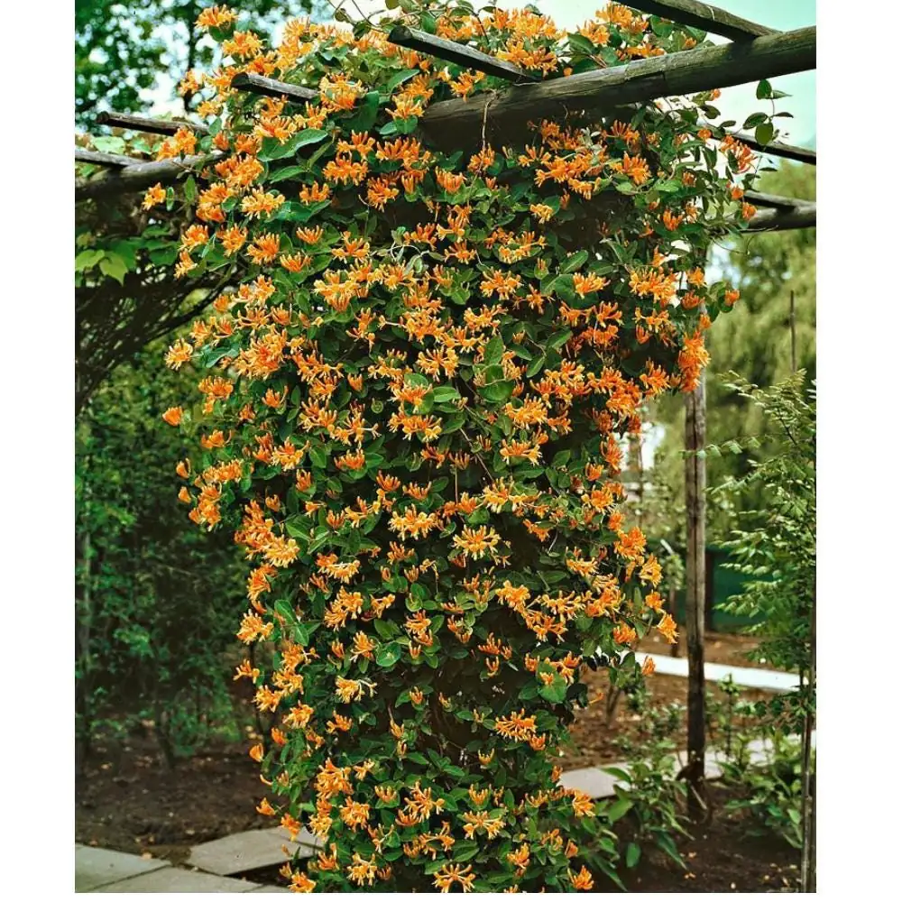 Mandarin Honeysuckle Vine Live Plant - Lonicera - Fragrant Perennial - 2.5" Pot - Image 1