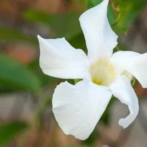 Mandevilla Laxa Live Plant 2ft Tall - Chilean Jasmine Vine in 6in Pot - Image 1