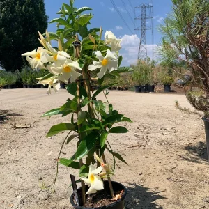 Mandevilla Sun Parasol Apricot Live Plant - 2ft Tall in 6in Pot - Outdoor - Image 3