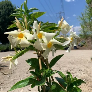 Mandevilla Sun Parasol Apricot Live Plant - 2ft Tall in 6in Pot - Outdoor - Image 1