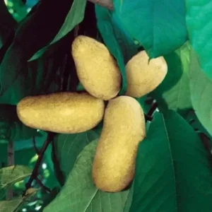 Mango Pawpaw Live Plant (Asimina triloba) - 1.5 ft Tall Well-Rooted Fruit Tree - Image 3
