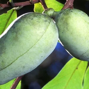 Mango Pawpaw Live Plant (Asimina triloba) - 1.5 ft Tall Well-Rooted Fruit Tree - Image 4